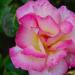 rose shower